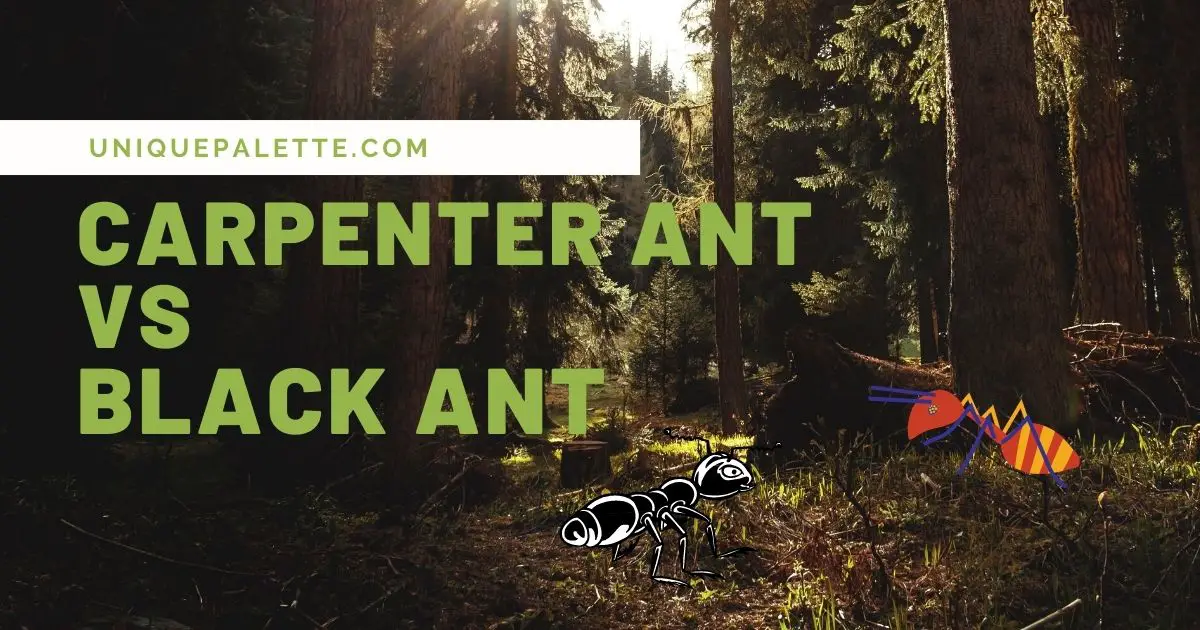 carpenter ants vs black ants